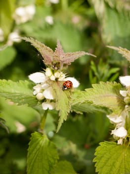 a lovely and crisp ladybird on its own with bright vibrant colours and detail on a leaf and plant in spring light personal