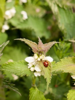 a lovely and crisp ladybird on its own with bright vibrant colours and detail on a leaf and plant in spring light personal red shell in view