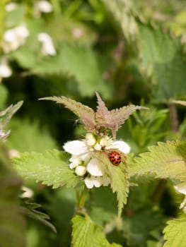 a lovely and crisp ladybird on its own with bright vibrant colours and detail on a leaf and plant in spring light personal red shell in view head out of view
