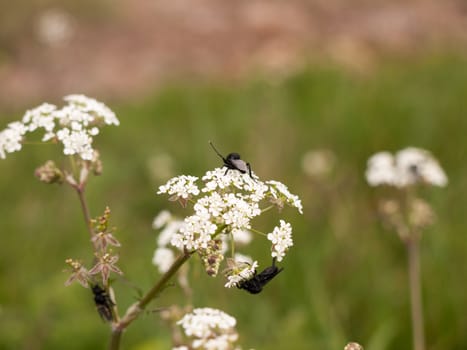 a bunch of black flies three resting on some cow parsley in spring macro close up with full detail and wings