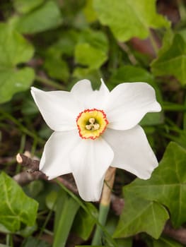 A close up of daffodil in late spring having been cut and just beyond prime white and clear crisp detail on ground forest spring light