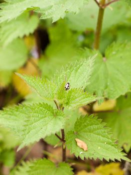 a yellow and black ladybird upon a plant leaf outside in the forest in spring in garden UK lush and vibrant day time insect