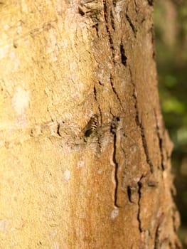 a wasp in detail alone and resting on the bark side of a tree in full light of spring