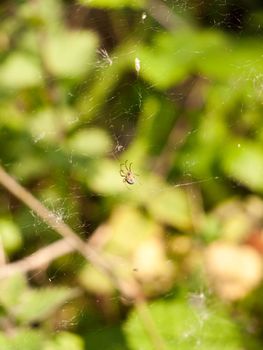 a spider upon its web in focus with bokeh blue plant and leaf forest background, stunning and scary, legs and fangs waiting for food and prey