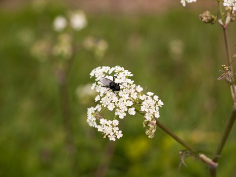 a black fly resting on some cow parsley in spring macro close up with full detail and wings top view