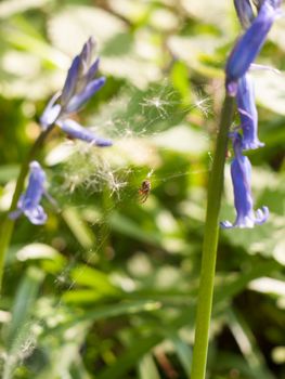 a spider upon its web in between blue bells in spring waiting for prey to eat natural animal insect and a scary bug with focus