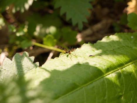 a winged flying insect large macro resting upon a forest leaf in spring light and day