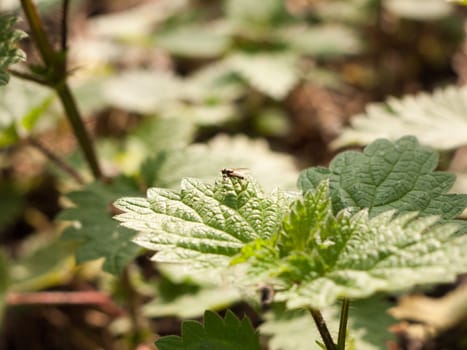 a close up of a fly resting on the edge of a leaf in the spring day time light in a forest