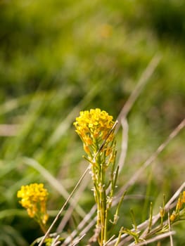 a wonderful blossoming and budding yellow spring flower in its youth growing in a field outside in the UK England un Spring