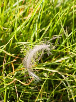 A detailed and spidery feather laying and swaying on the lush grass ground in spring from a bird dropped in spring crisp and sharp in focus