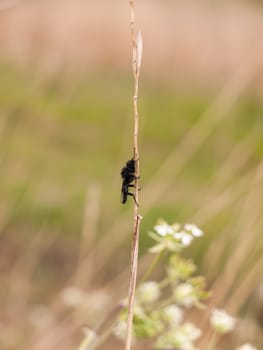 a black fly resting up a reed as seen from the side in spring macro close up with full detail and blur