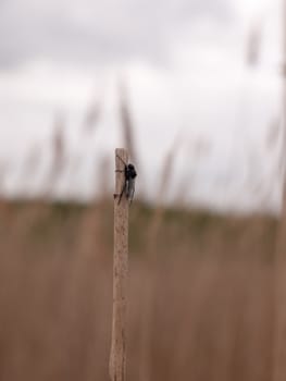 a black fly resting up a reed as seen from the side in spring macro close up with full detail and blur