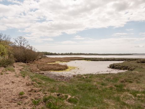 landscape shot of seaside environment where birds rest and nest with mud pools and rocks and moss