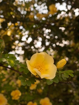 a beautiful and isolated macro of a gorgeous and soft yellow single rose on a plant in the spring in the shade looking fresh and smelling wonderful a good sign of peace and well being in spring day light