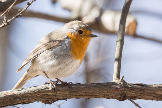 The photo shows a robin on a branch