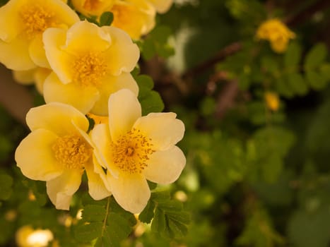 beautiful and stunning soft yellow small roses poking out in this macro of a rose plant with leaves making a blur background bokeh in spring day light in shade