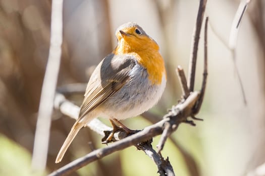 The photo shows a robin on a branch
