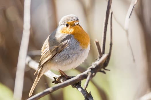 The photo shows a robin on a branch