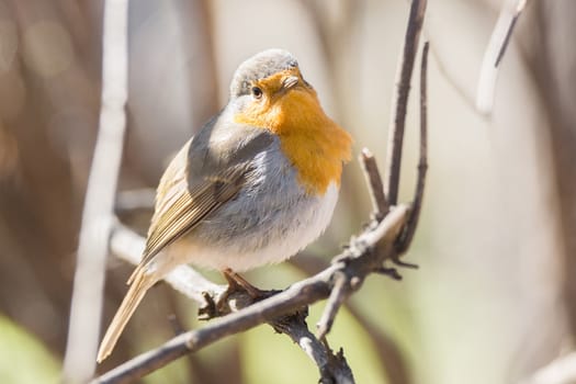The photo shows a robin on a branch