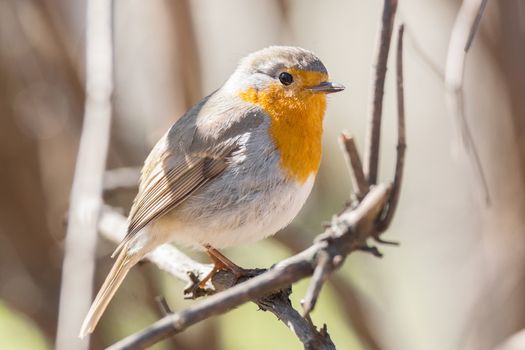 The photo shows a robin on a branch