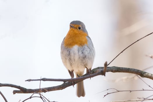 The photo shows a robin on a branch