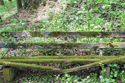 Old wooden bench with moss in a forest