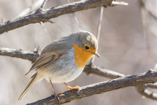 The photo shows a robin on a branch