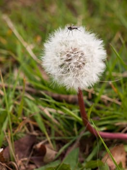 a close up shot of a black insect bug fly on the top of a white dandelion in spring intact and resting motionless macro isolated on grass floor background in spring light of day