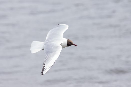 The photograph shows a gull flying above the water