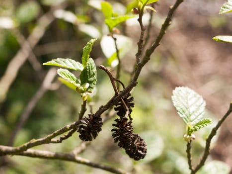 some lovely small pinecones macro in sunlight and sharp and clear in spring