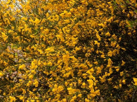 beautiful tree seen from the side with tons and dozens of gorse yellow oily wax flower heads shining in the day time sun looking stunning and bright and fresh in spring and summer heat festive