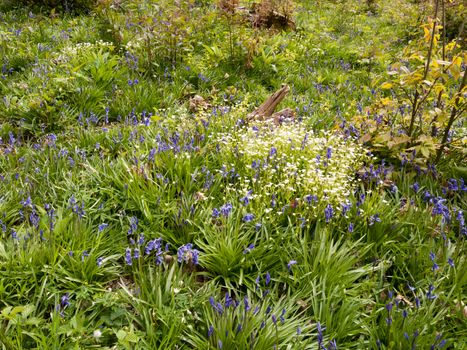 a beautiful overhead of a meadow and field full of various plants white, blue, orange and green in the glorious day light of the summer and spring in the middle of a forest outside in nature time