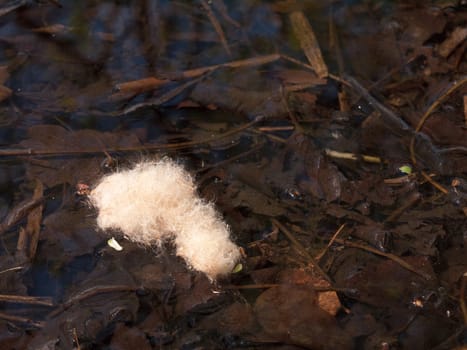 a tuft of white hairy feather resting on the top surface of a river with rippes and twigs and leaves under the water in day light of spring