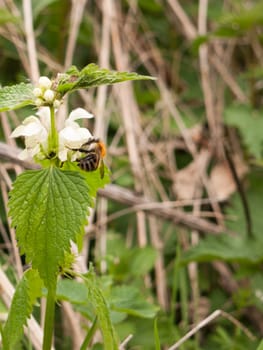a macro of a bee with its body on show eating and harvesting some pollen from a flower head in spring orange and black not moving