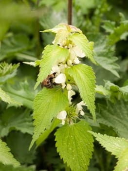a wonderful and stunning macro of a bee with its head submerged and planted into the flower head of a dead nettle plant in the spring light collecting and harvesting pollen to make honey bumble bee