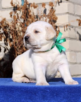 the little yellow labrador puppy sitting on blue background