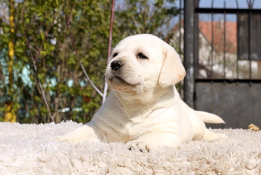 a little yellow labrador puppy sitting on beige background