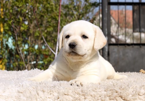 the little yellow labrador puppy sitting on beige background
