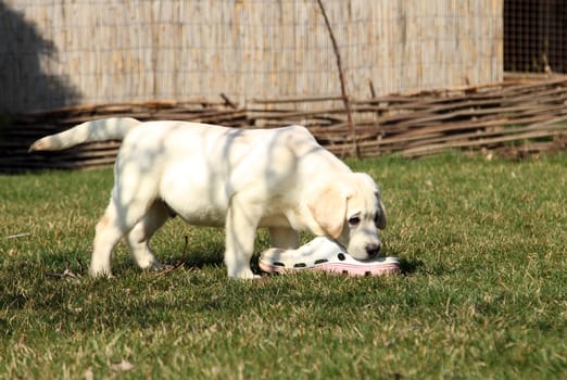 the yellow nice labrador puppy in the garden