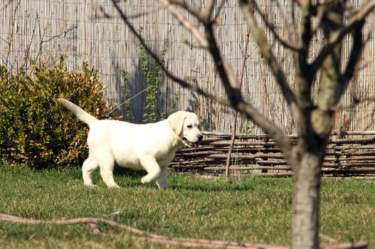 yellow nice labrador puppy in the garden
