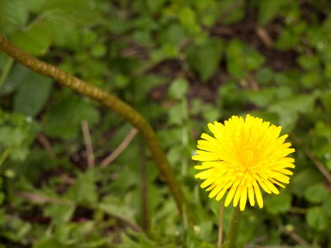 a macro isolated shot of a yellow dandelion flower head in the bottom right corner or third of the picture screen with background out of focus and blur and flower in focus and sharp with stunning color in spring