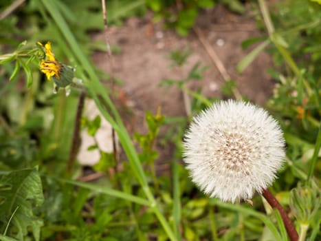 a close up of a white dandelion head in spring upon its stem intact and full make a wish and blow it away with blur background and bokeh in spring