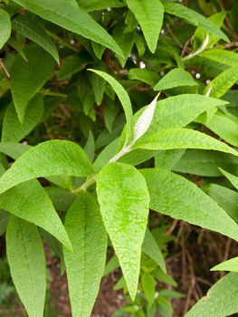 gorgeous wet leaves on a rainy day with wet foliage with shining bubbles on top of the leaves green glistening in spring time light of day