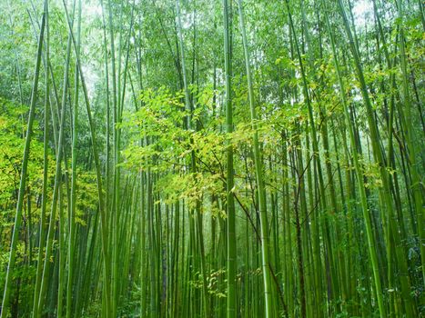lush green bamboo forest background scenic