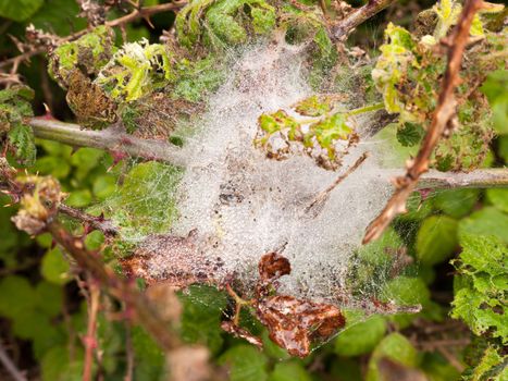 a white spider web silk web full of ice and bubbles of water after a rain pour down on a wet overcast spring day with twigs and leaves in light