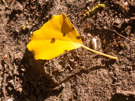 a single yellow flower on the soil floor in the light of the day in spring diseased fallen off decaying dying arranged posed in spring