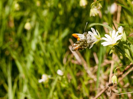 a butterfly eating on a white flower macro in spring with high detail and sharp and wings on display in day light