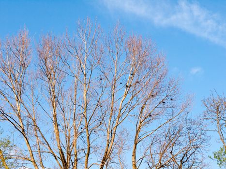 the top of a tree with no leafs and bare branches with crows and raven and rooks resting and sitting atop rookery in spring and summer light birds