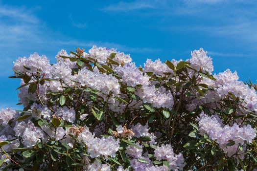 Beautiful fascinating spring scene with blue sky.