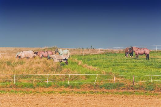 Six horses with different colored ceilings